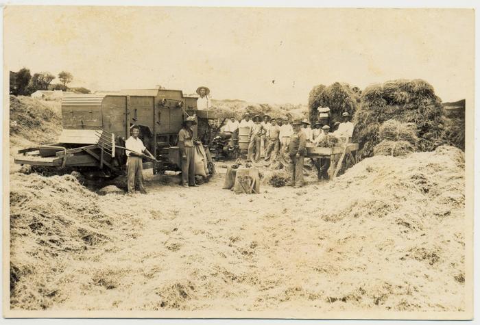 Debulhadoras de Trigo