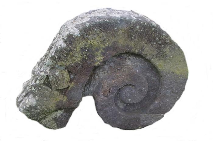 Voluta